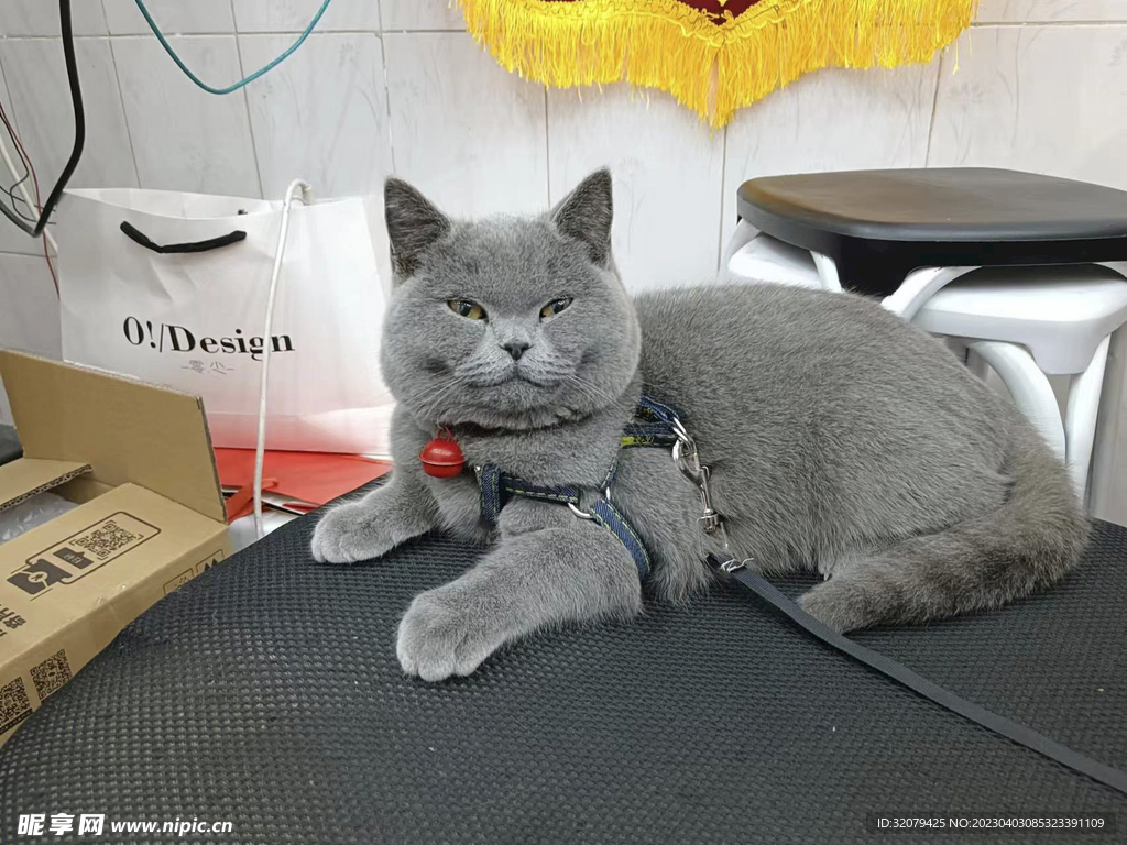 蓝猫
