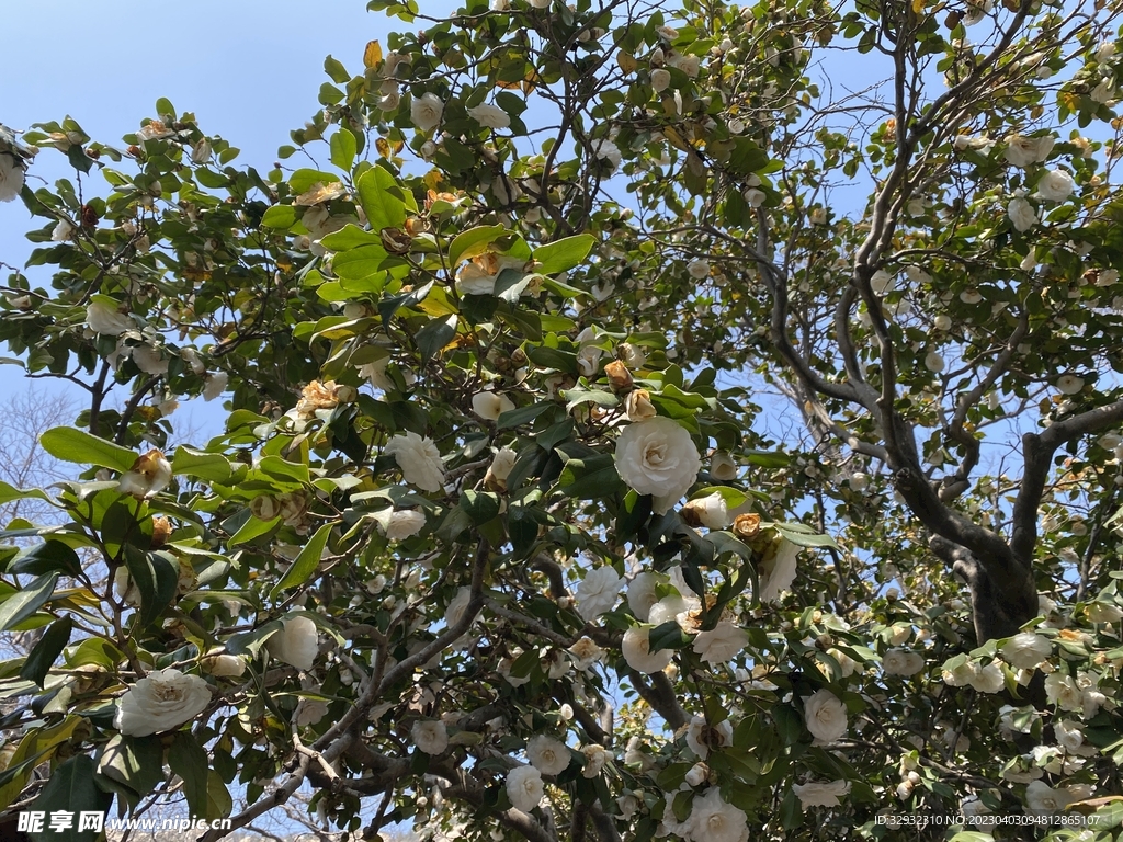 山茶花