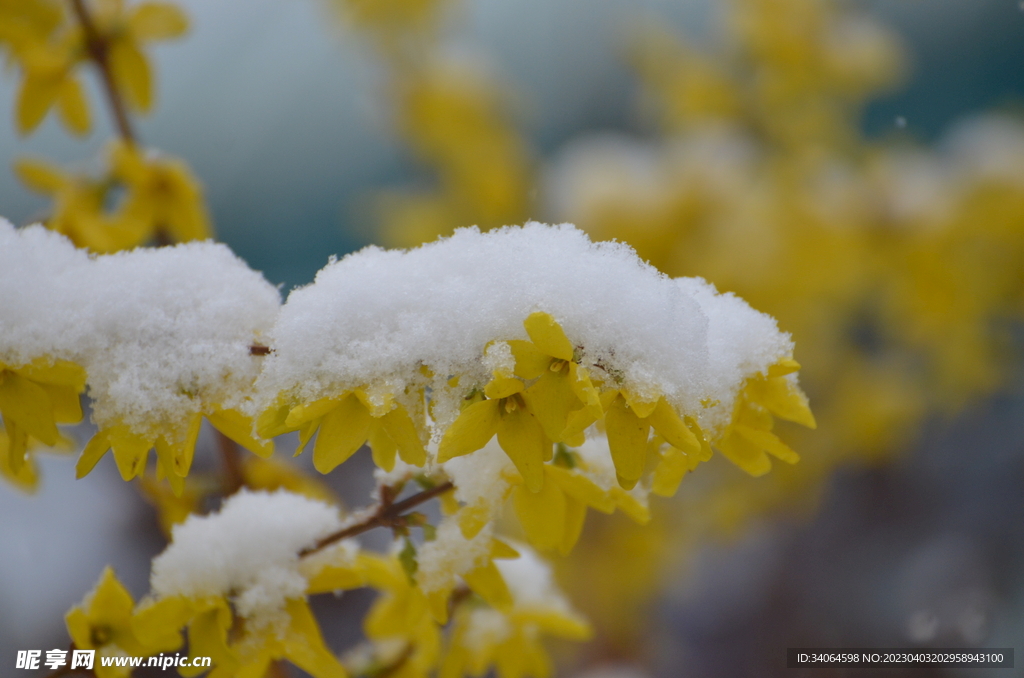 连翘春雪