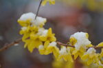 连翘与春雪花