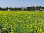 油菜花