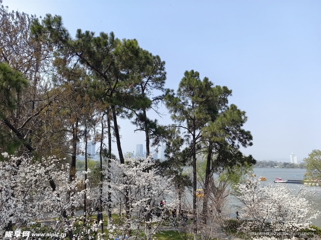 樱花与松树