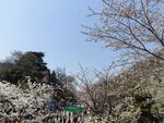 鸡鸣寺  