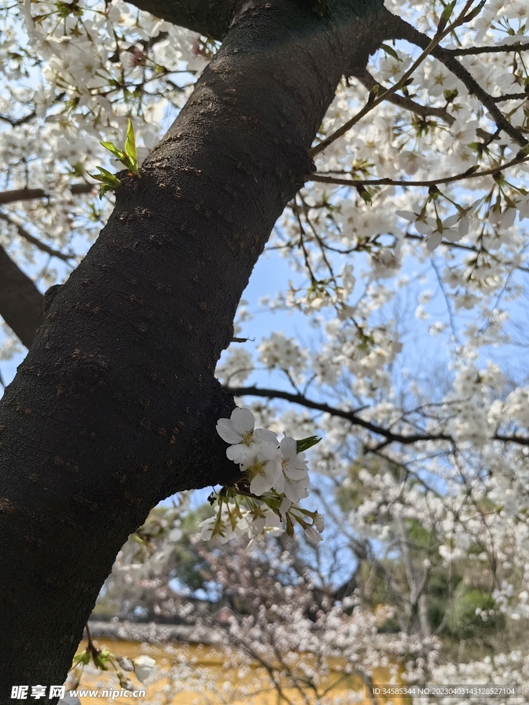 樱花  