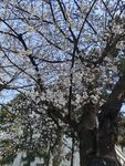 樱花  