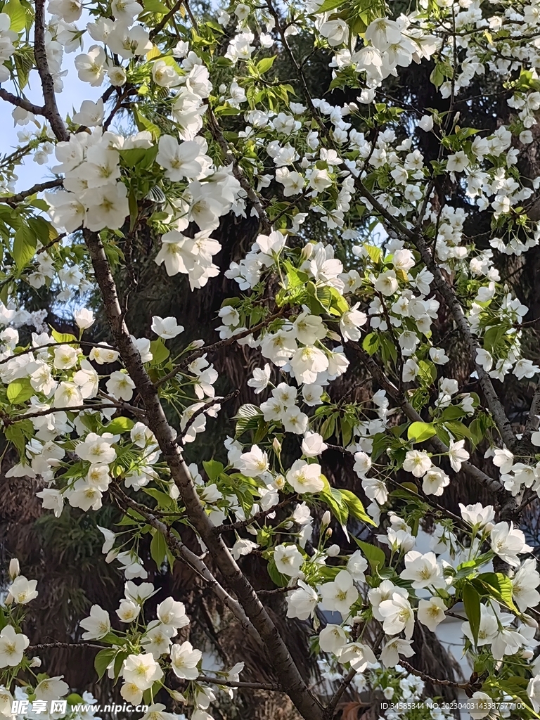 花 