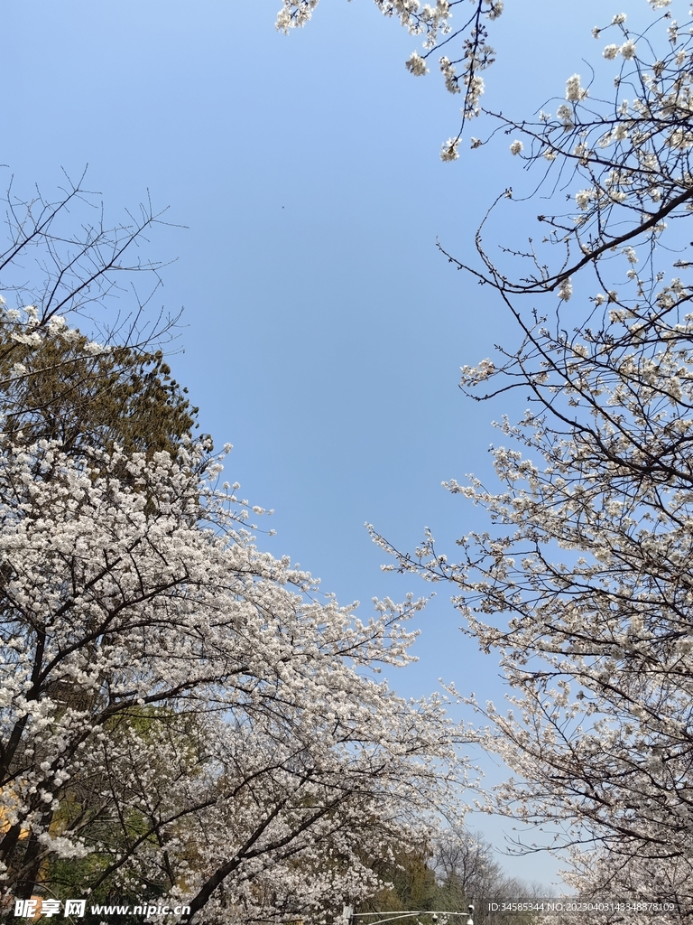 樱花