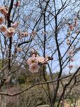 梅花  
