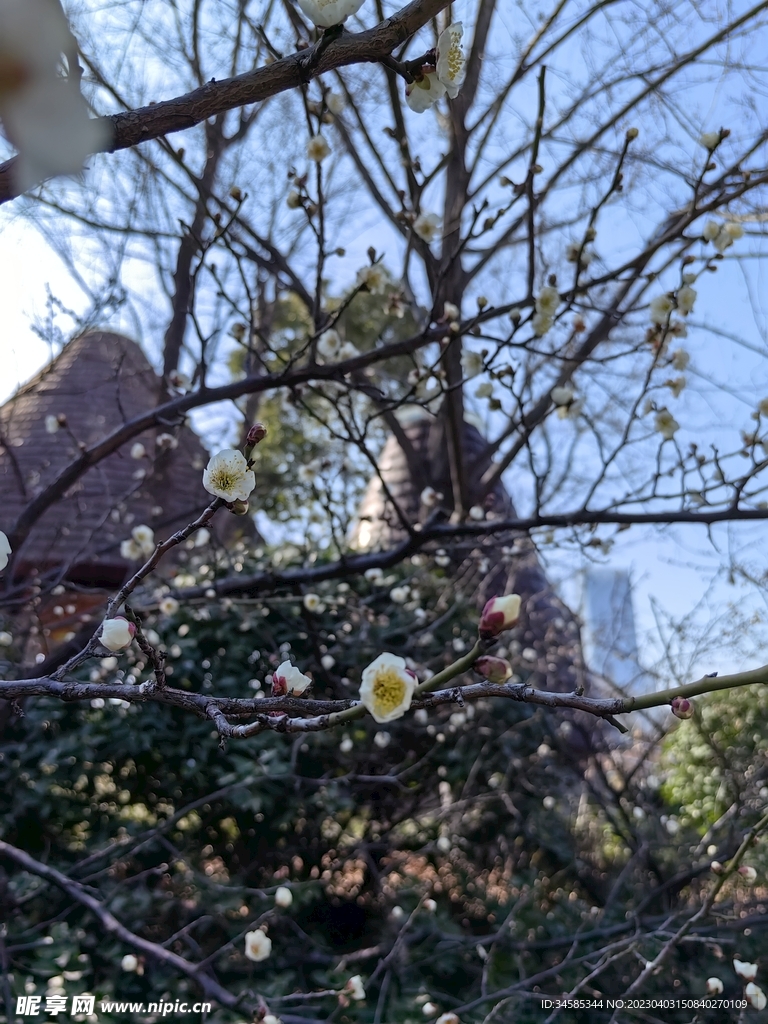 梅花   