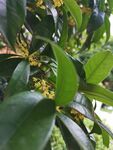桂花 
