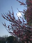 梅花  