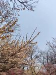 梅花  