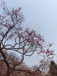 梅花  