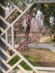 梅花  