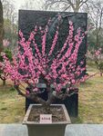 梅花  