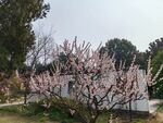梅花   