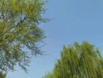 蓝天     
