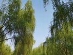 蓝天 绿树 