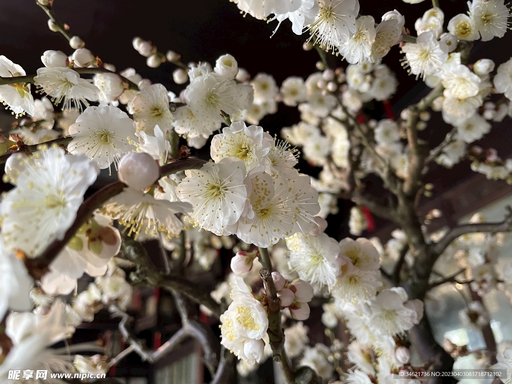 春天的鲜花