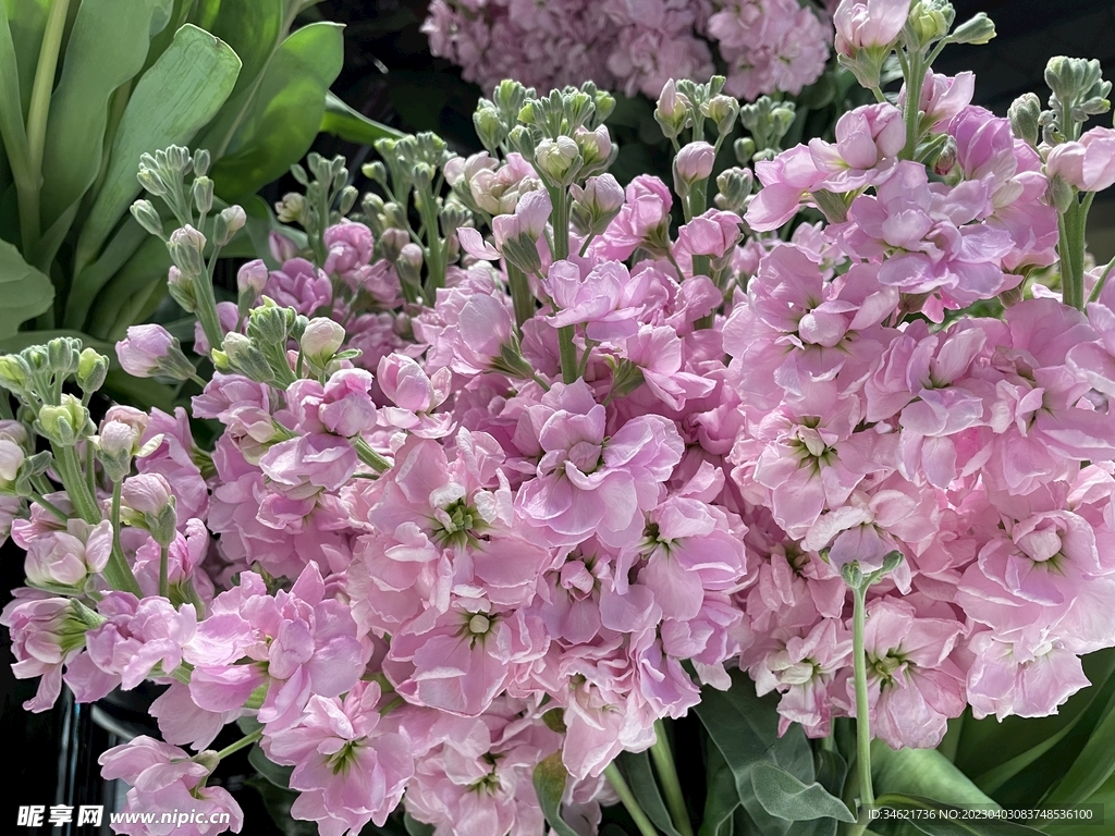 鲜花