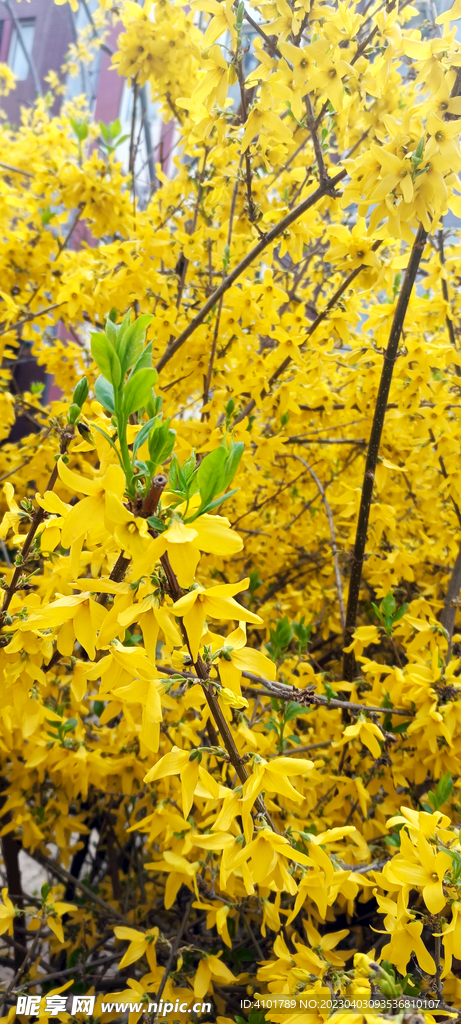 迎春花