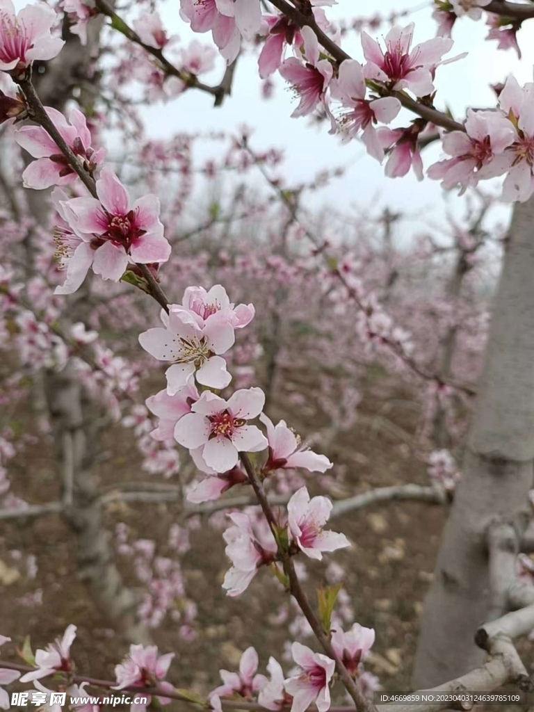 桃花