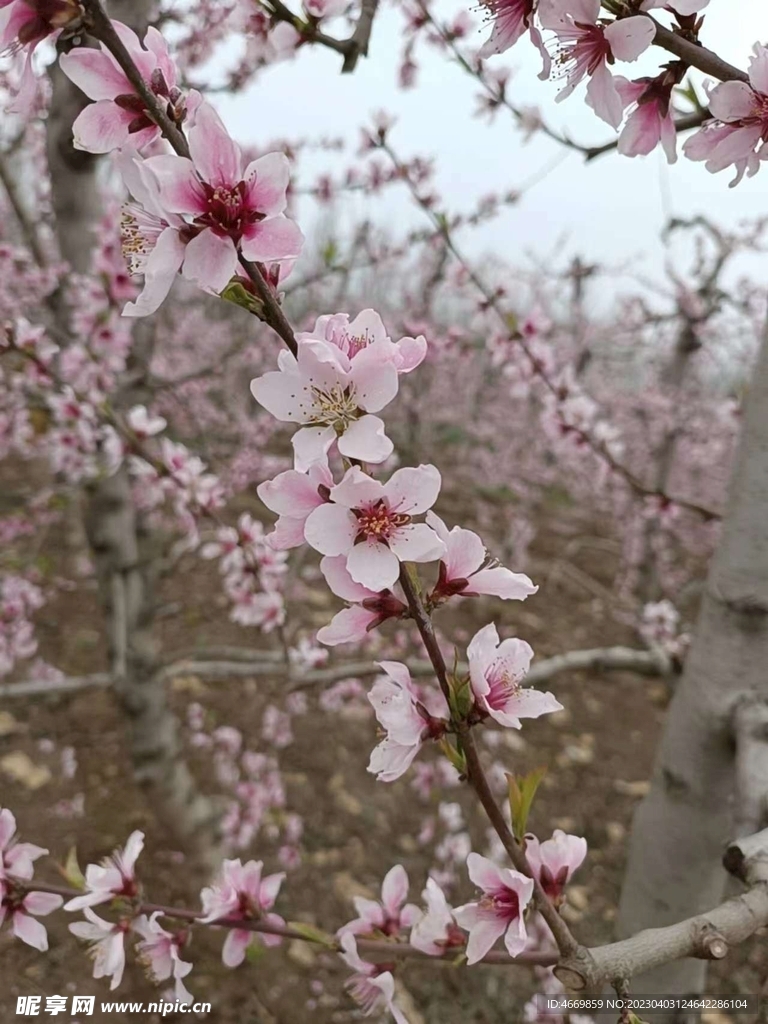 桃花