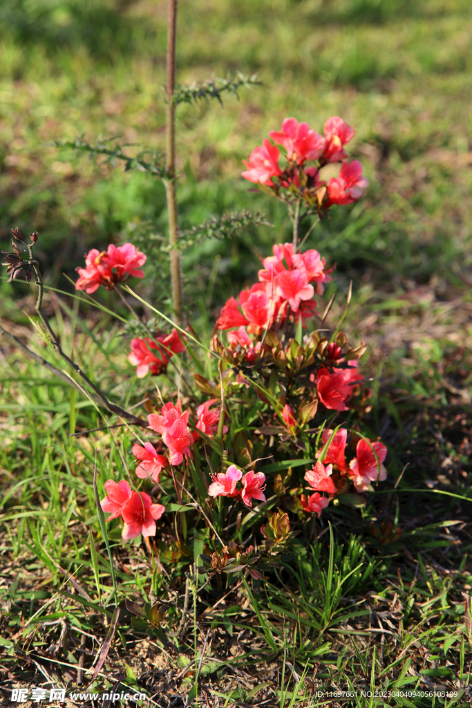 杜鹃花