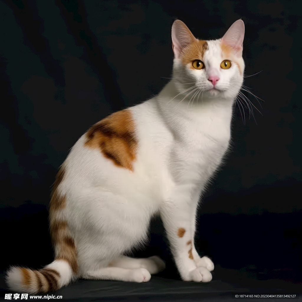 日本短尾猫