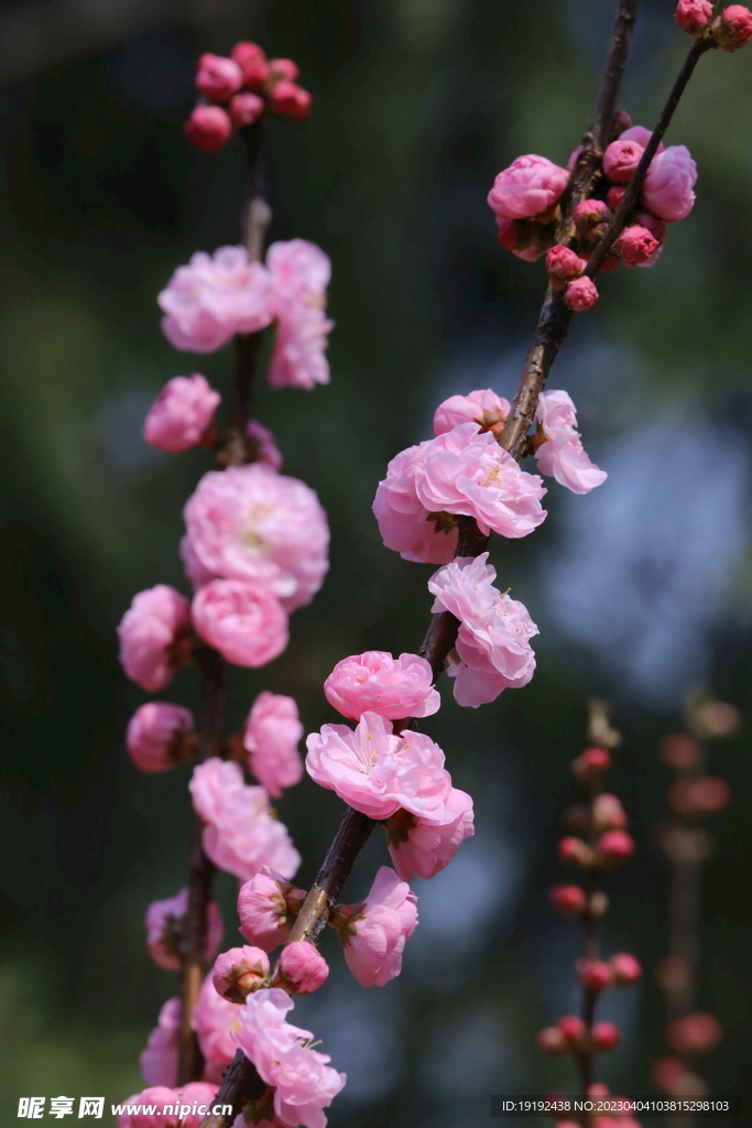 榆叶梅