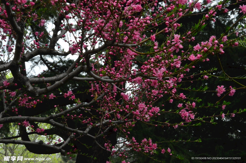菊花桃 