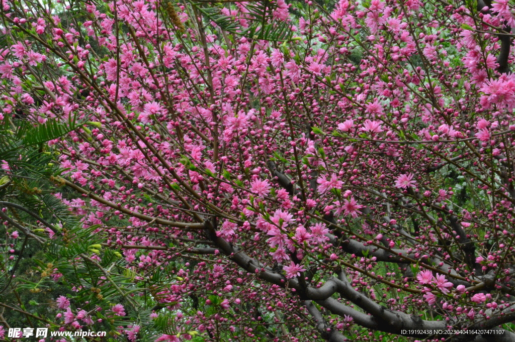 菊花桃 