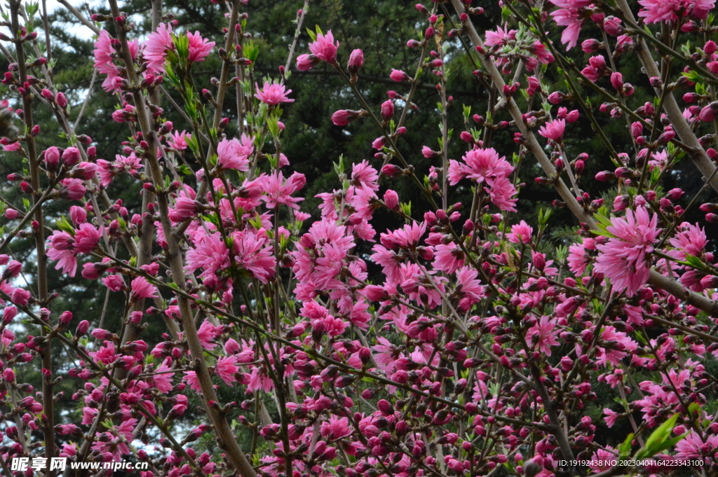 菊花桃 