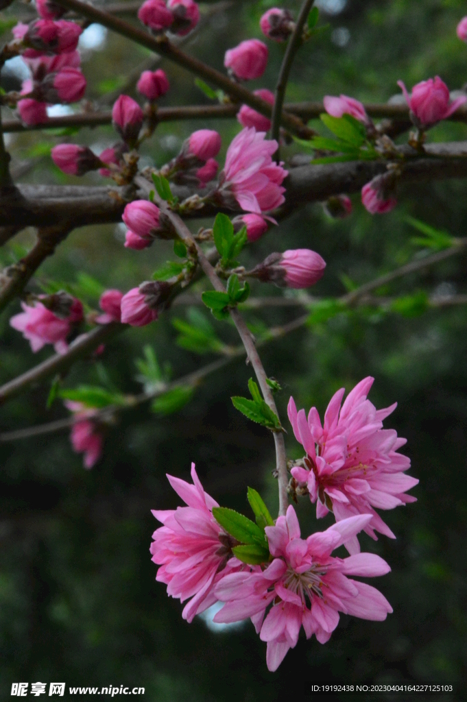 菊花桃 