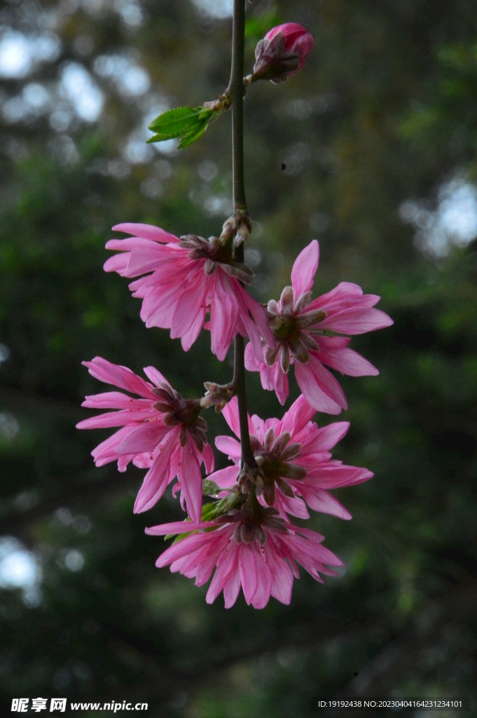 菊花桃