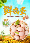 鲜鸡蛋