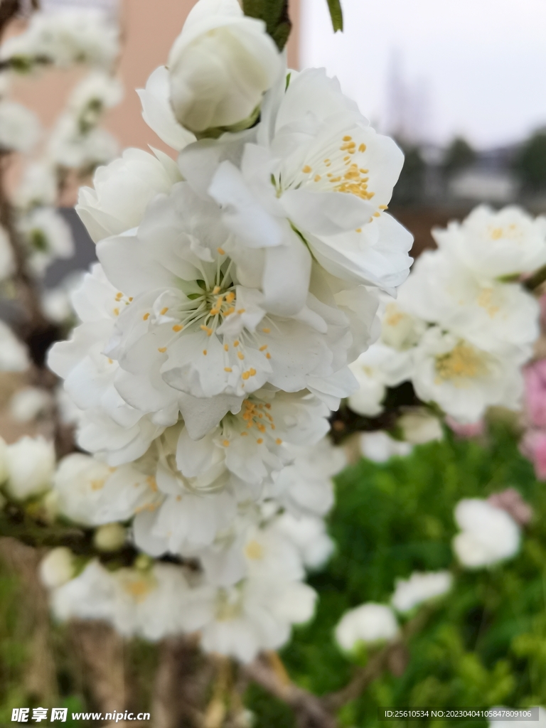 白色梅花