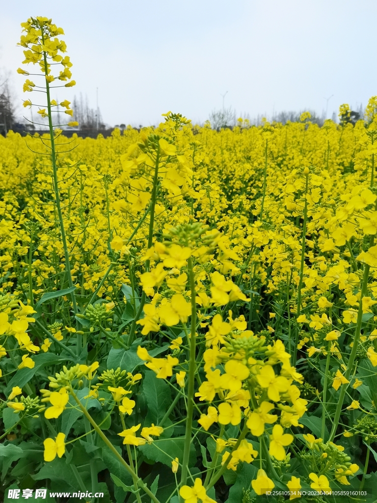 油菜花