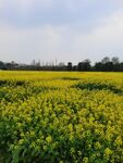油菜花