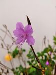 杜鹃花