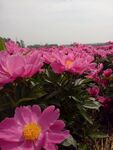 芍花
