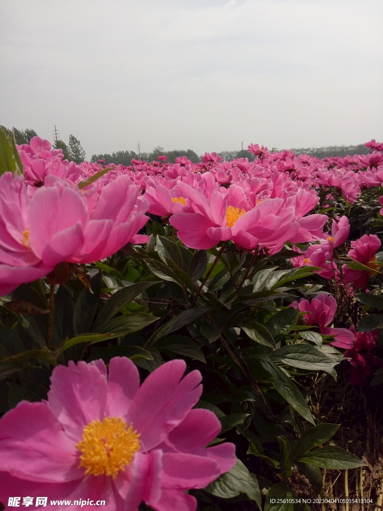 芍花