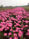芍药花
