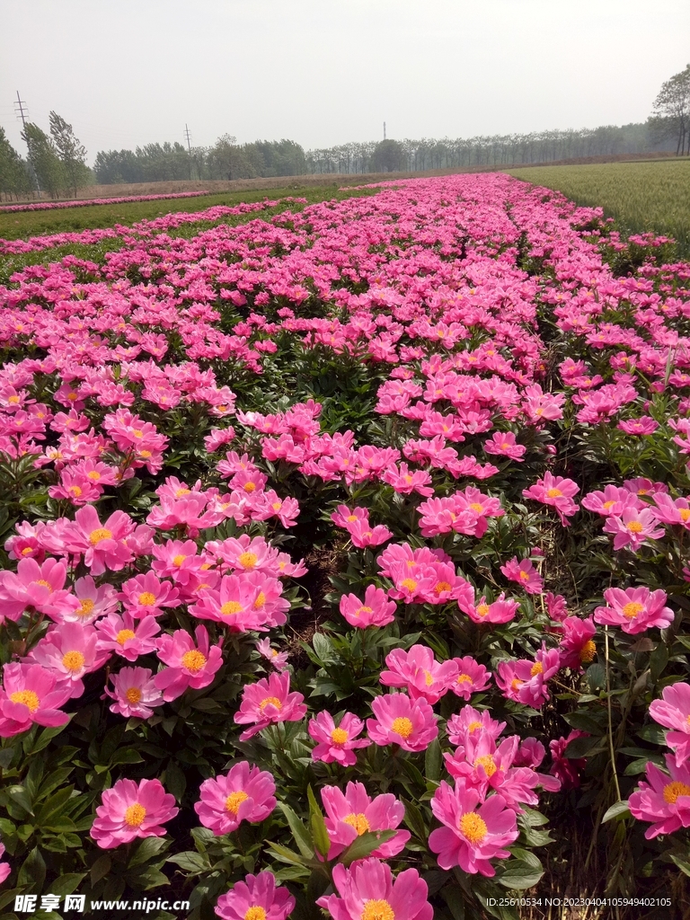 芍药花