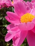 芍药