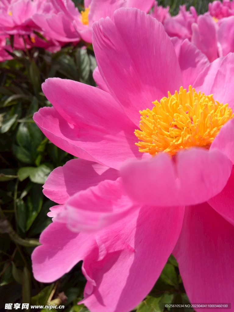 芍药