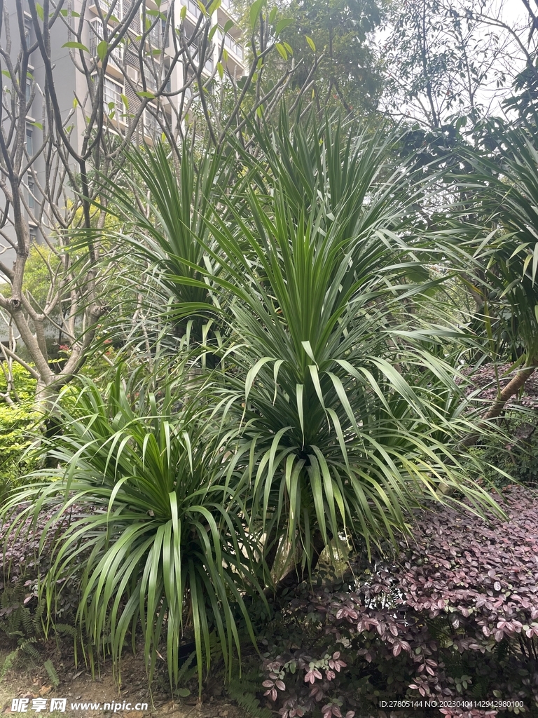 观赏性植物