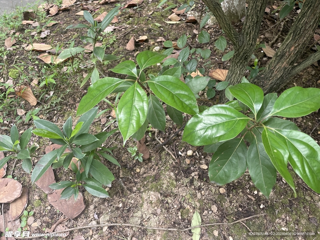 两棵小树苗