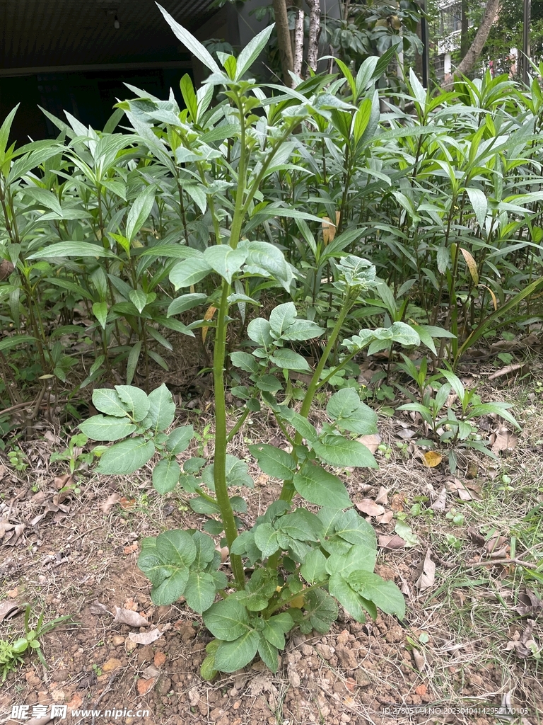 马铃薯植物