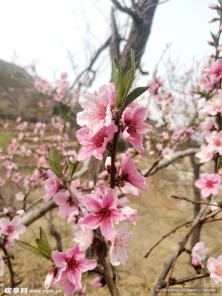 满枝桃花